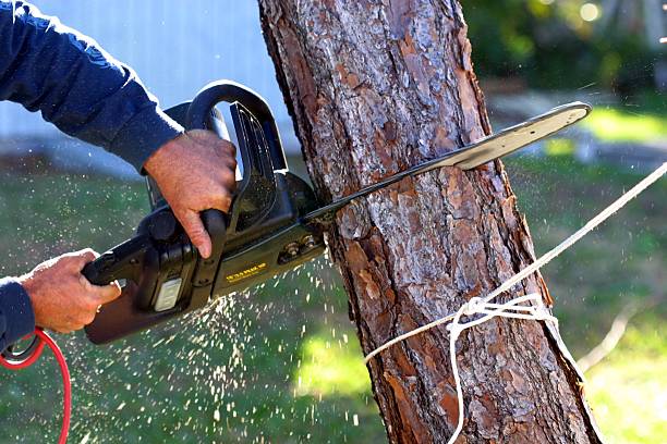 Best Fruit Tree Pruning  in Kingstree, SC