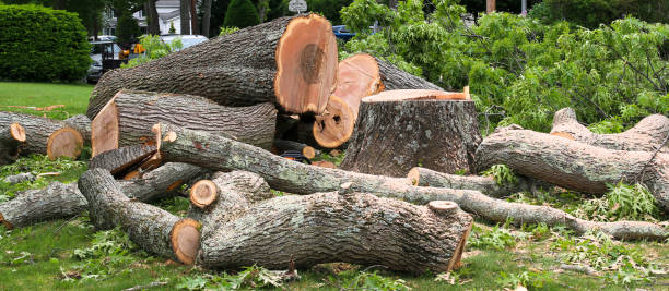 Best Hazardous Tree Removal  in Kingstree, SC