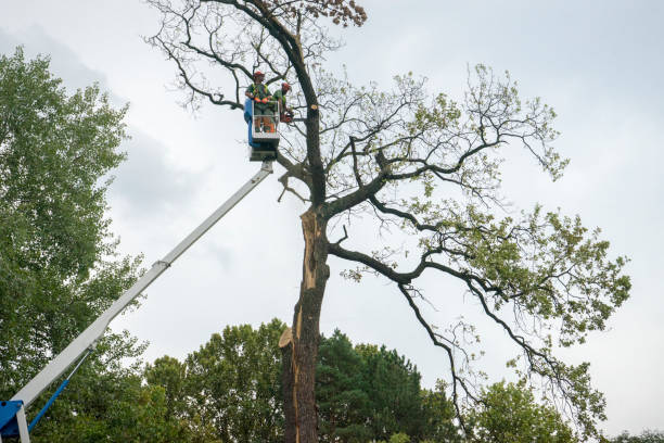 Tree and Shrub Care in Kingstree, SC