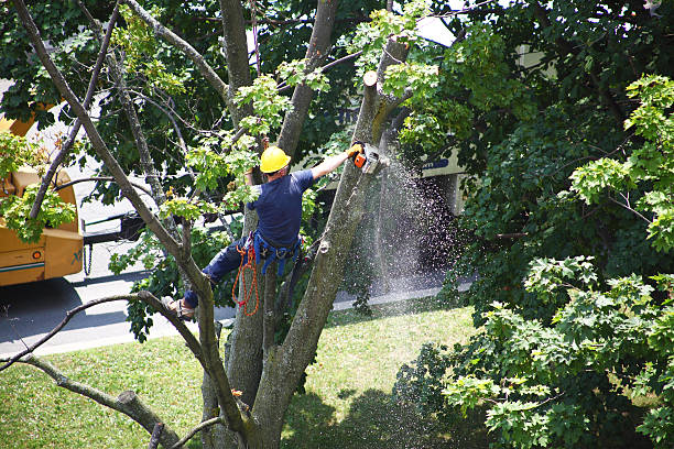 Best Arborist Consultation Services  in Kingstree, SC