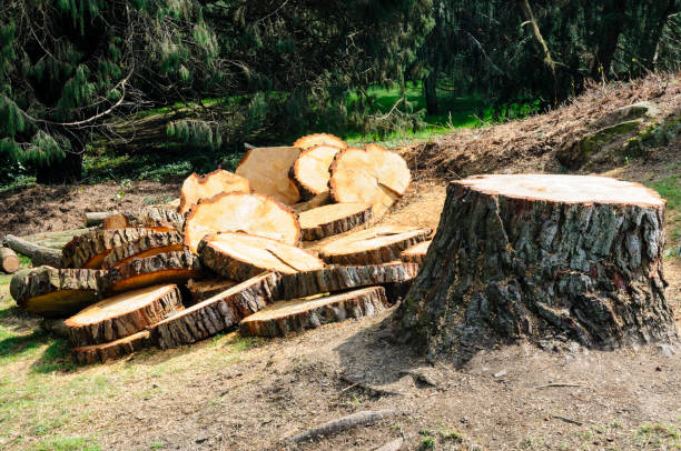 Kingstree, SC Tree Removal Services Company